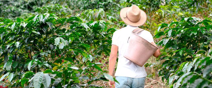Ils ne cultivent pas seulement du café. Ils cultivent des générations.
