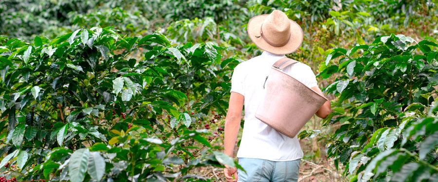 Ils ne cultivent pas seulement du café. Ils cultivent des générations.