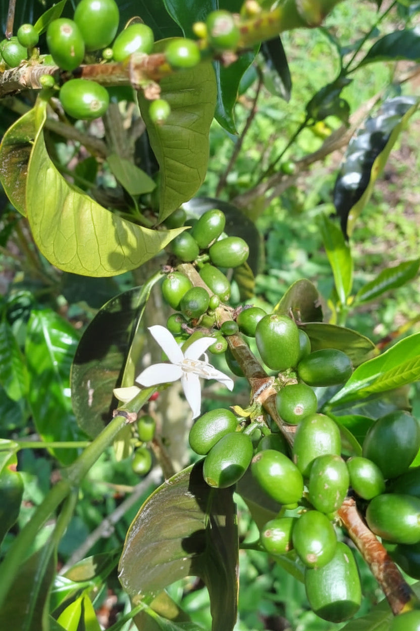 Le café de spécialité 