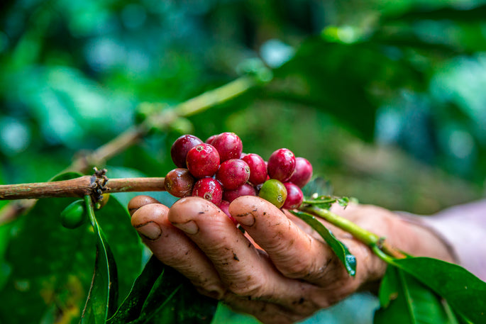 Avis controversé : café d'origine colombienne ou café mélangé ?