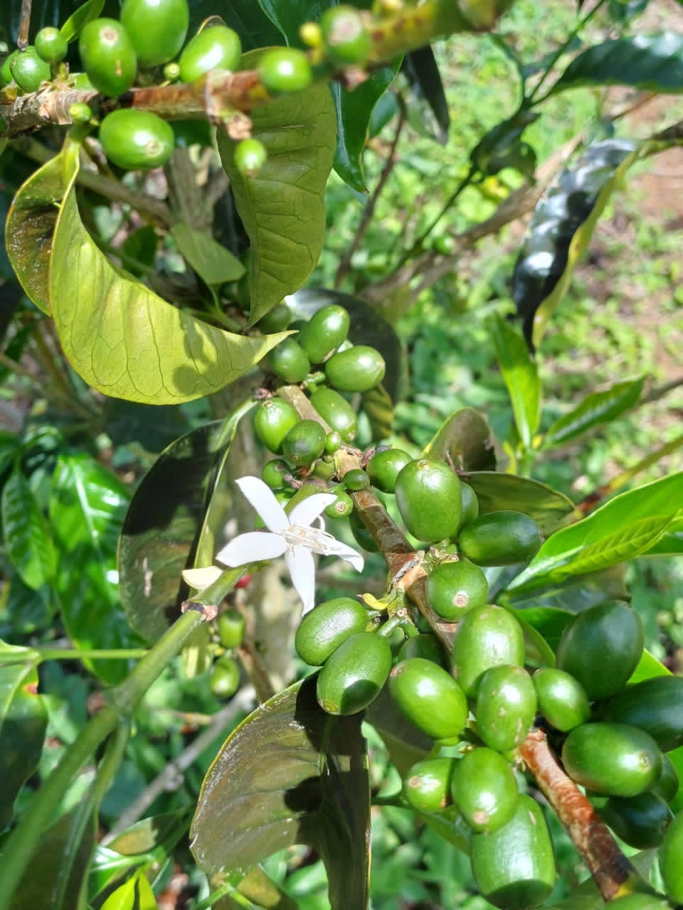 Fleurs de caféier