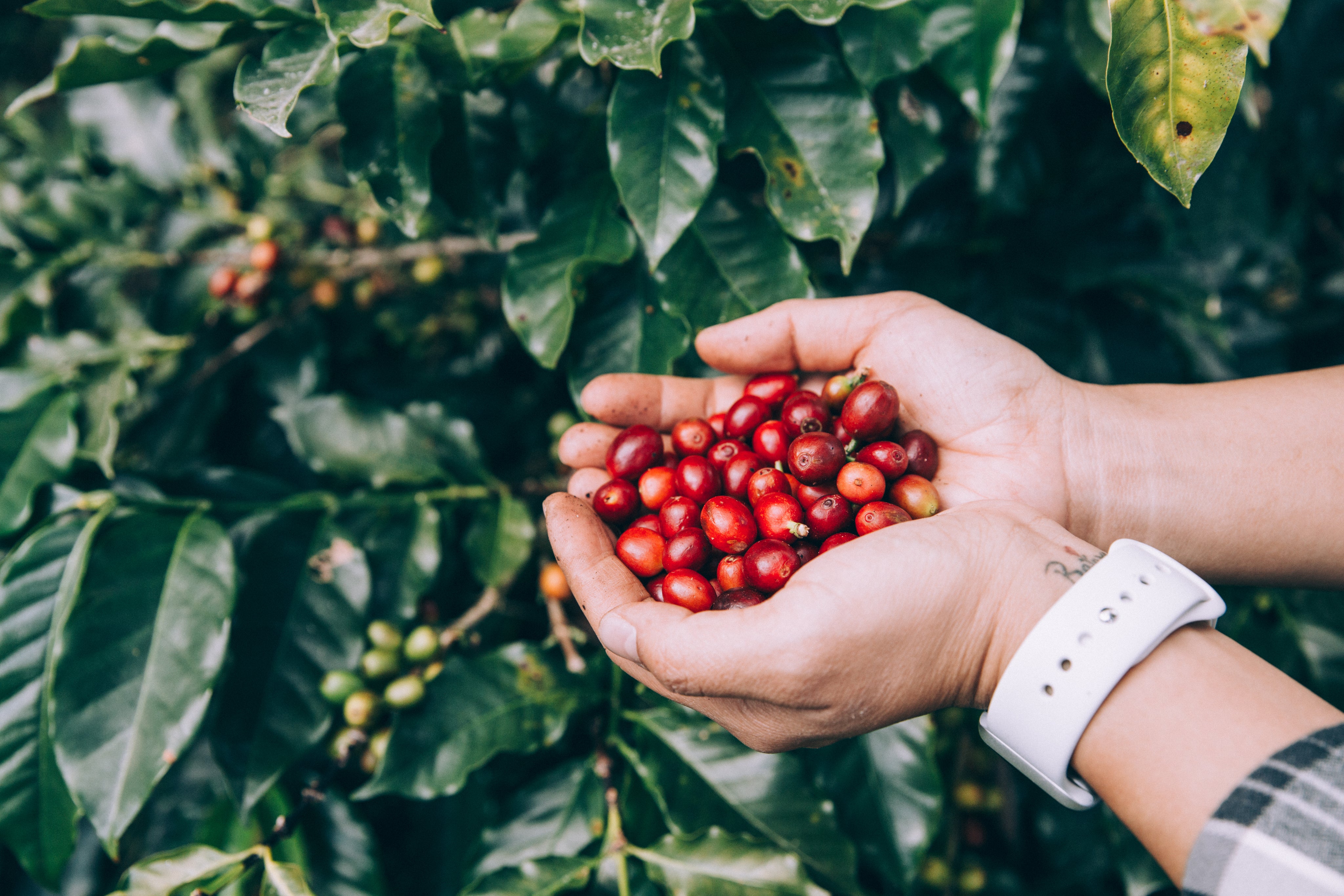 Récolte des cerises de café — L'Éclat